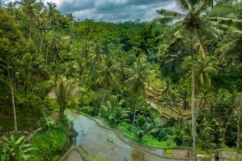 Rice paddies of the Gunung Kawi Temple 