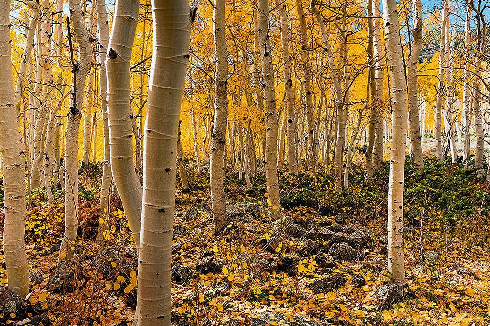 Photograph: Shutterstock