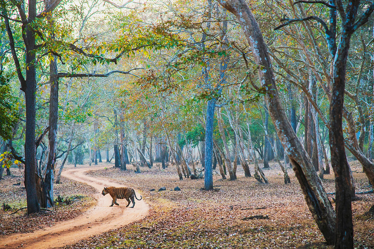 A tiger at the Nagarahole National Park