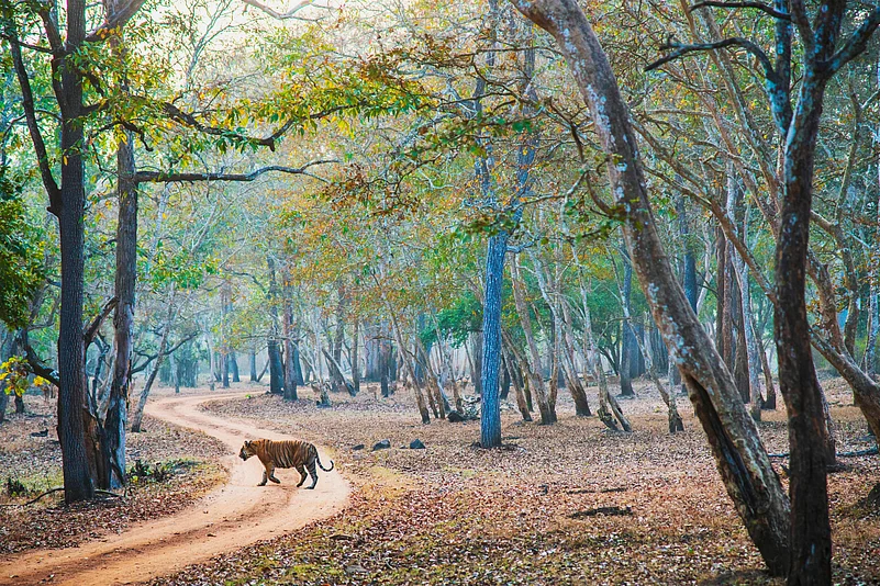 A tiger at the Nagarahole National Park