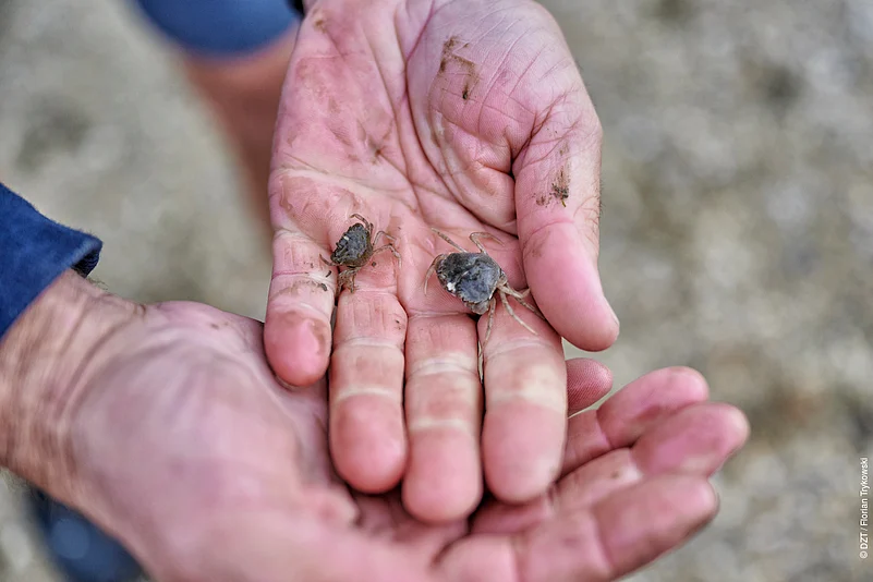 At Wadden Sea, explore diverse marine life