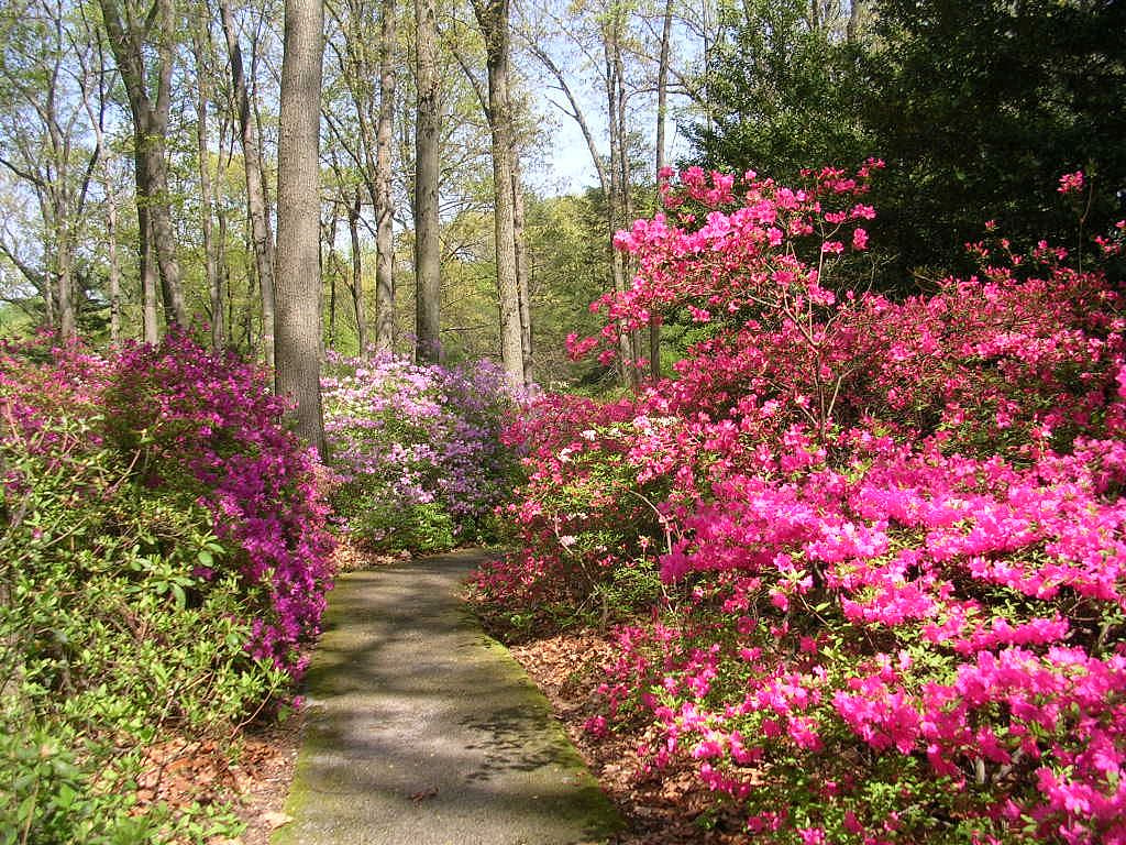Jenkins Arboretum & Gardens