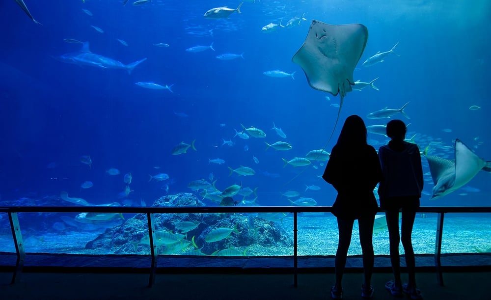 Shutterstock : If you are a fan of aquatic life, head to the aquarium this January
