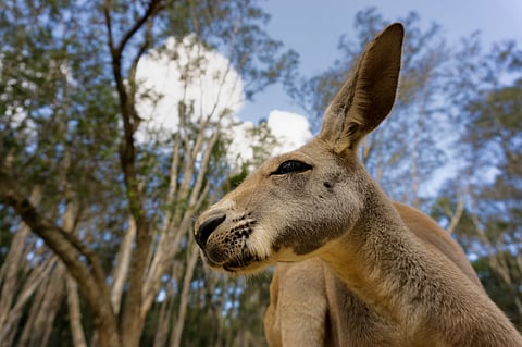 Kangaroo in Gold Coast