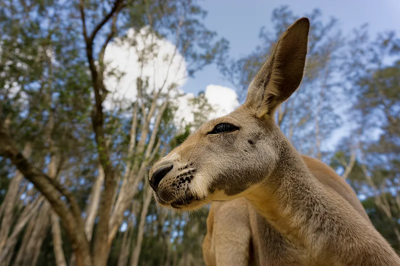Kangaroo in Gold Coast