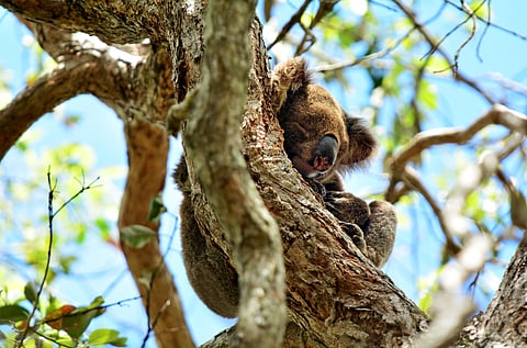 Sleeping koala in Gold Coast