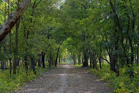 The Kansal reserve forest