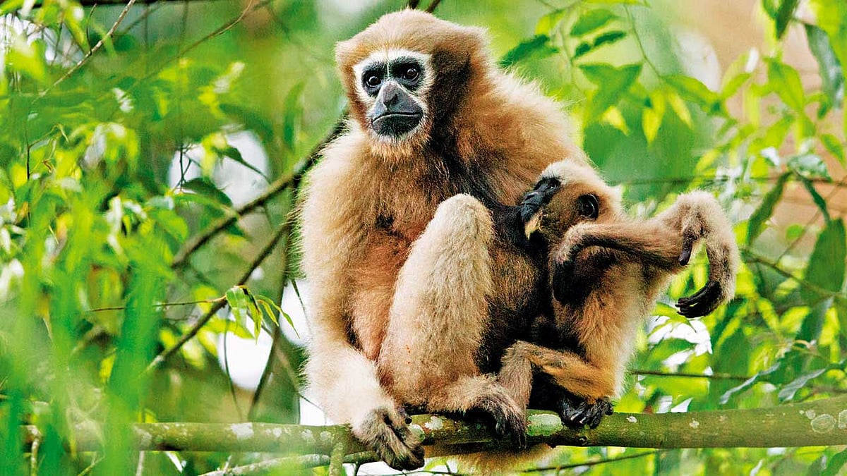 A hoolock gibbon clicked in Assam