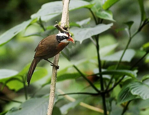 A coral-billed scimitar babbler at Eagle Nest Wildlife Sanctuary in Arunachal Pradesh