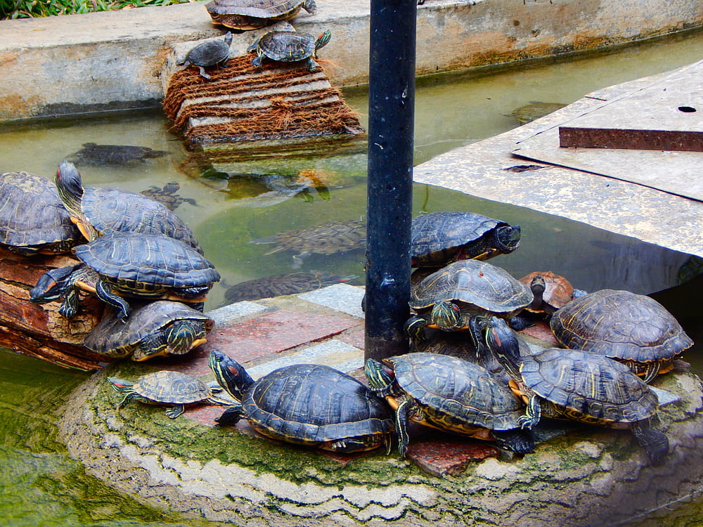 Turtle enclosure, Bannerghatta 