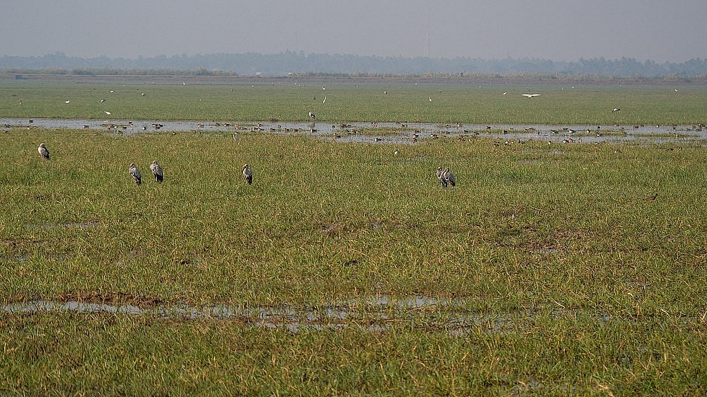 Asian openbill cranes and northern shovelers at Mangaljodi Wetlands, a part of Chilika Lake 