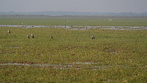 Asian openbill cranes and northern shovelers at Mangaljodi Wetlands, a part of Chilika Lake