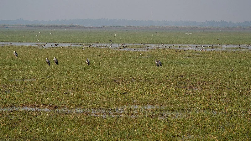 Asian openbill cranes and northern shovelers at Mangaljodi Wetlands, a part of Chilika Lake