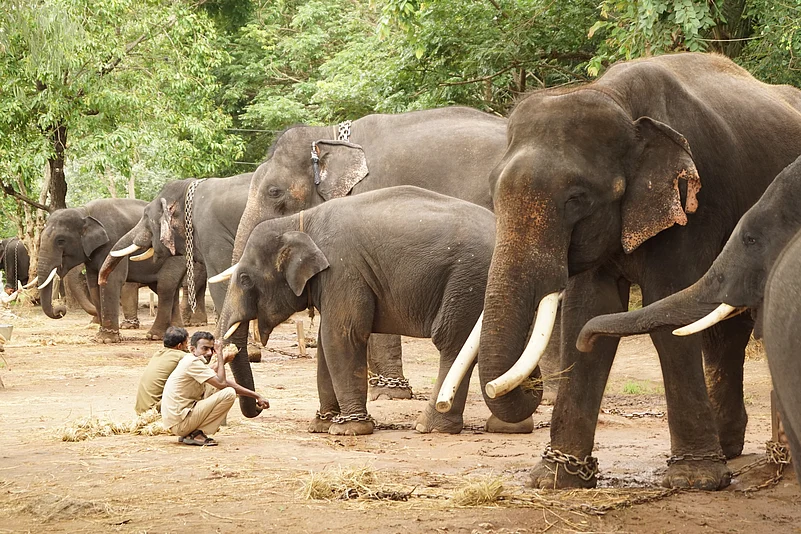 Sakrebylu Elephant Camp