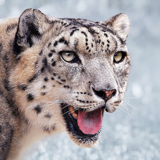 A male snow leopard