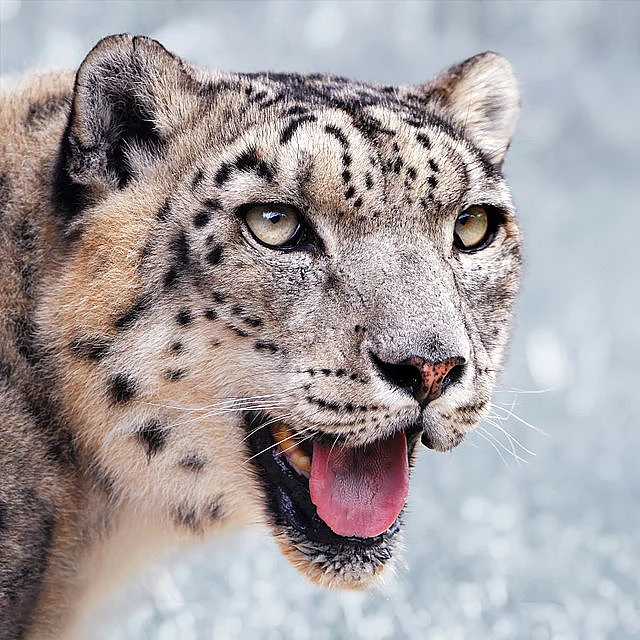 A male snow leopard