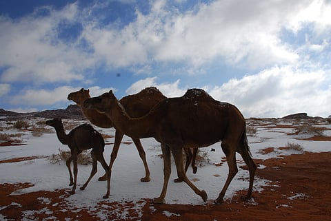 Camels in Desert in Tabuk, Saudi Arabia
