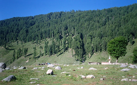 The dense tree cover at Sarthal is nature's heaven