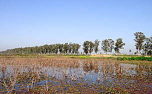 Shalapattan is the only wetland in Punjab that witnesses the wintering of common cranes. 