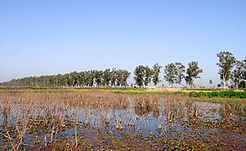 Shalapattan is the only wetland in Punjab that witnesses the wintering of common cranes.