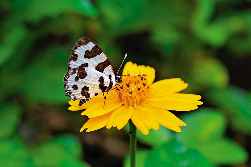 An angled pierrot butterfly