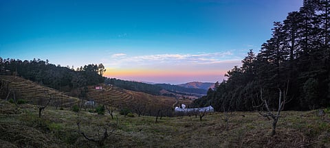 The apple orchards in Chaubatia
