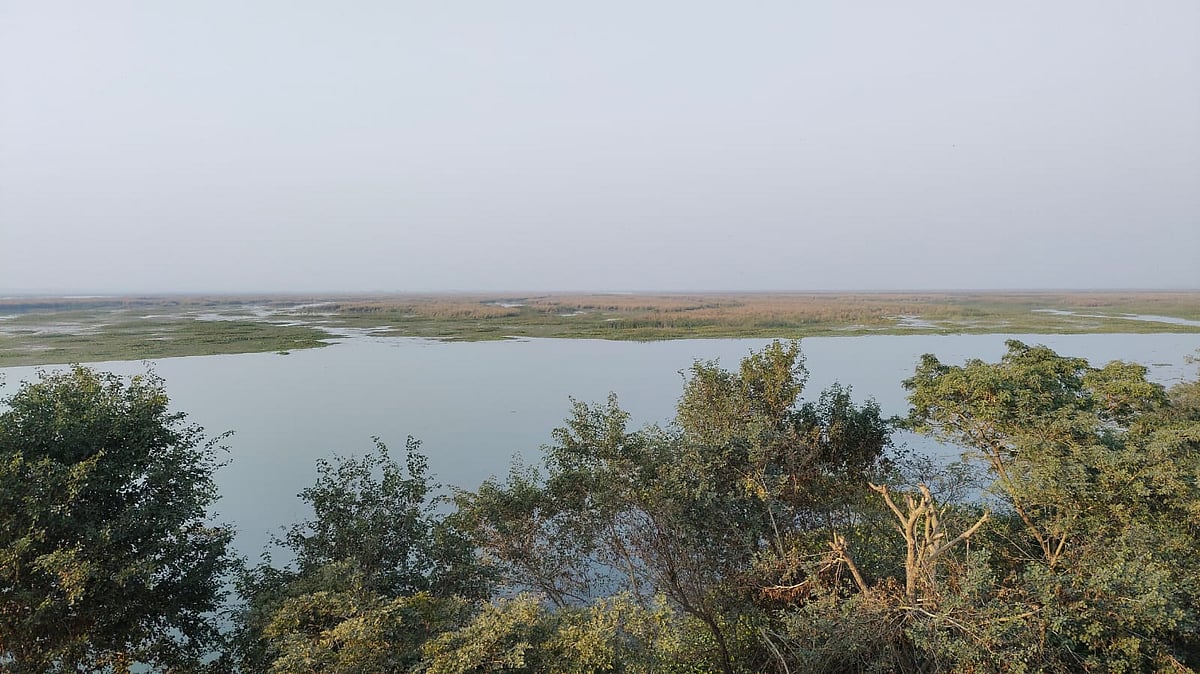 Haiderpur Wetland To Host Birdwatching Festival