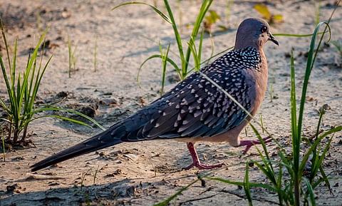A spotted dove with beautiful plumage