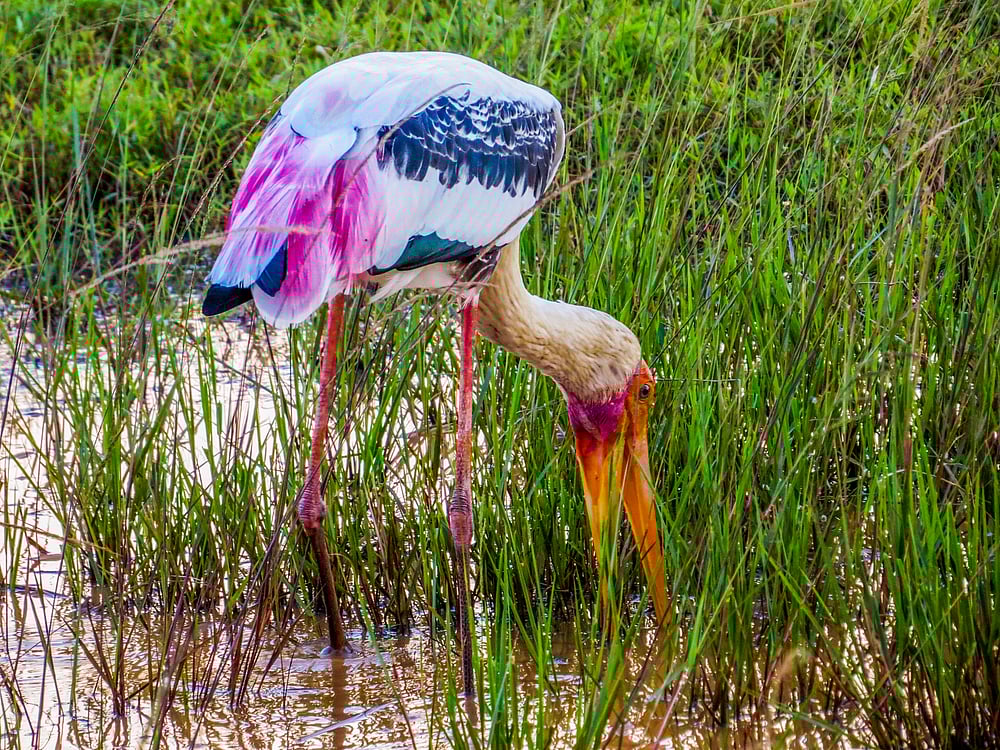 Painted stork