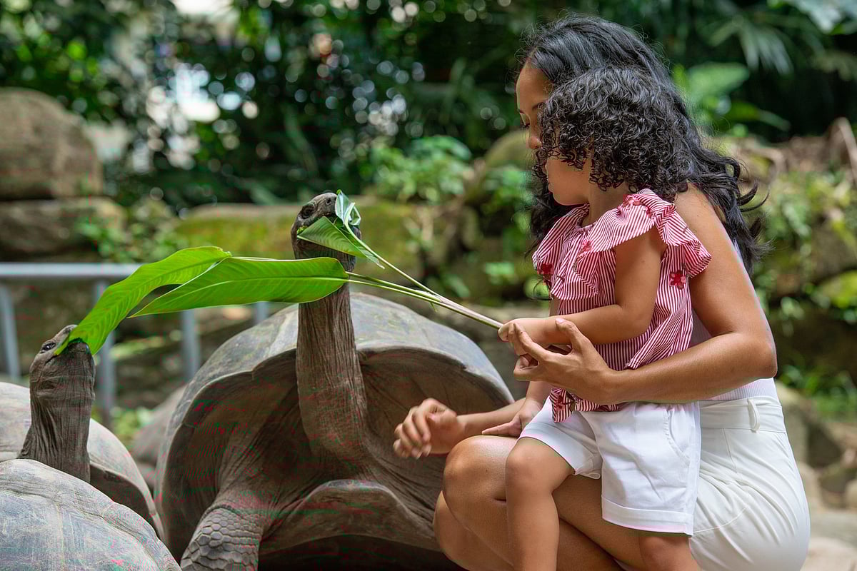 Feed the giant Aldabra tortoises in La Digue