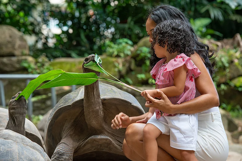 Feed the giant Aldabra tortoises in La Digue