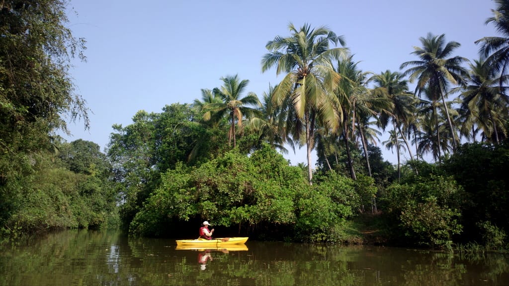 The Sal backwaters of Goa