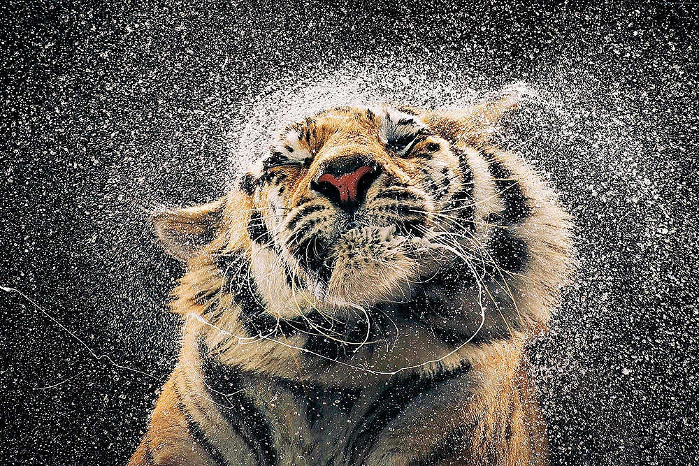 Photos: Shutterstock