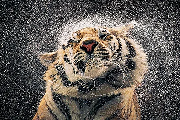 Photos: Shutterstock