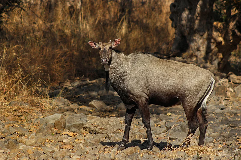 Nilgai at Bor