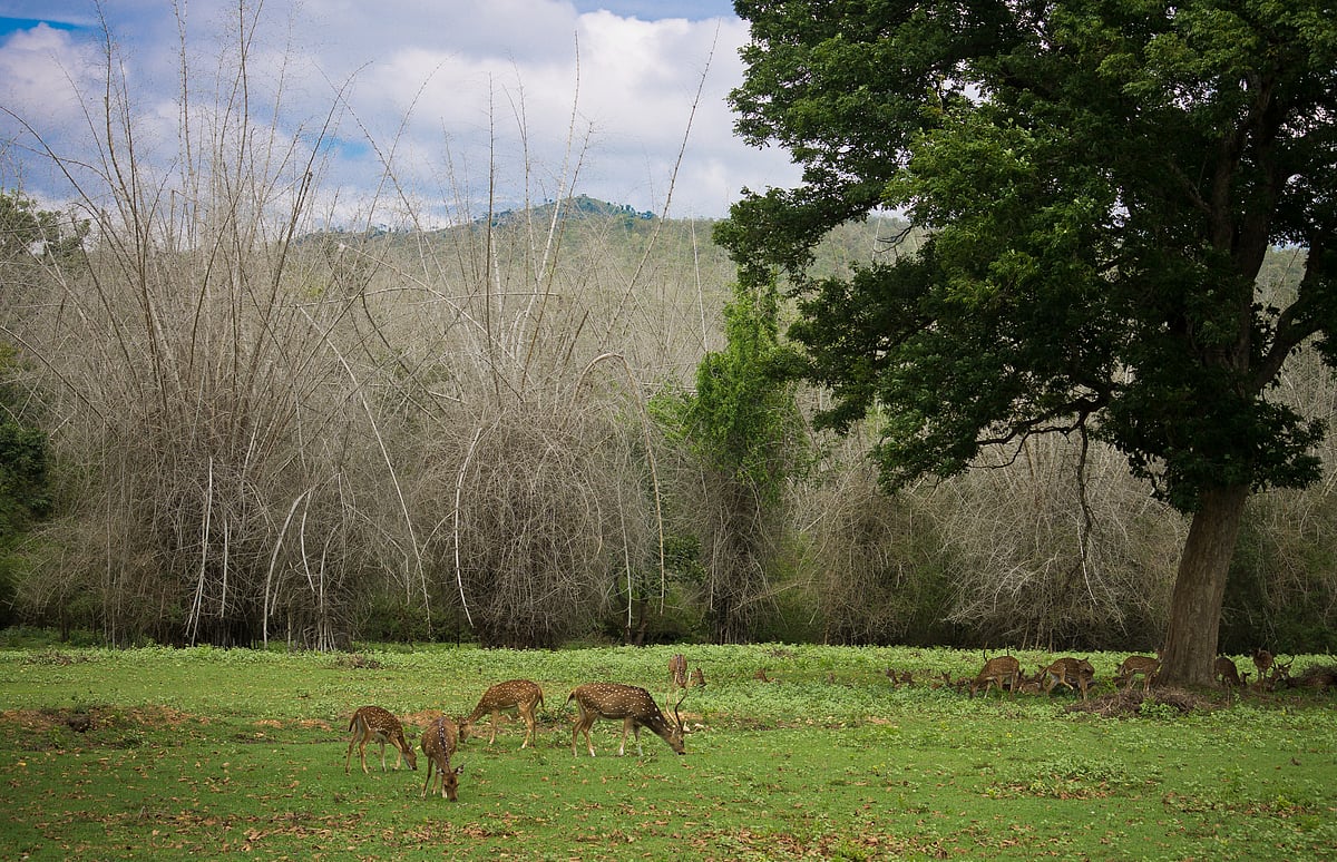 Deers at Nagarhole National Park