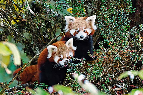 Red pandas in their natural habitat