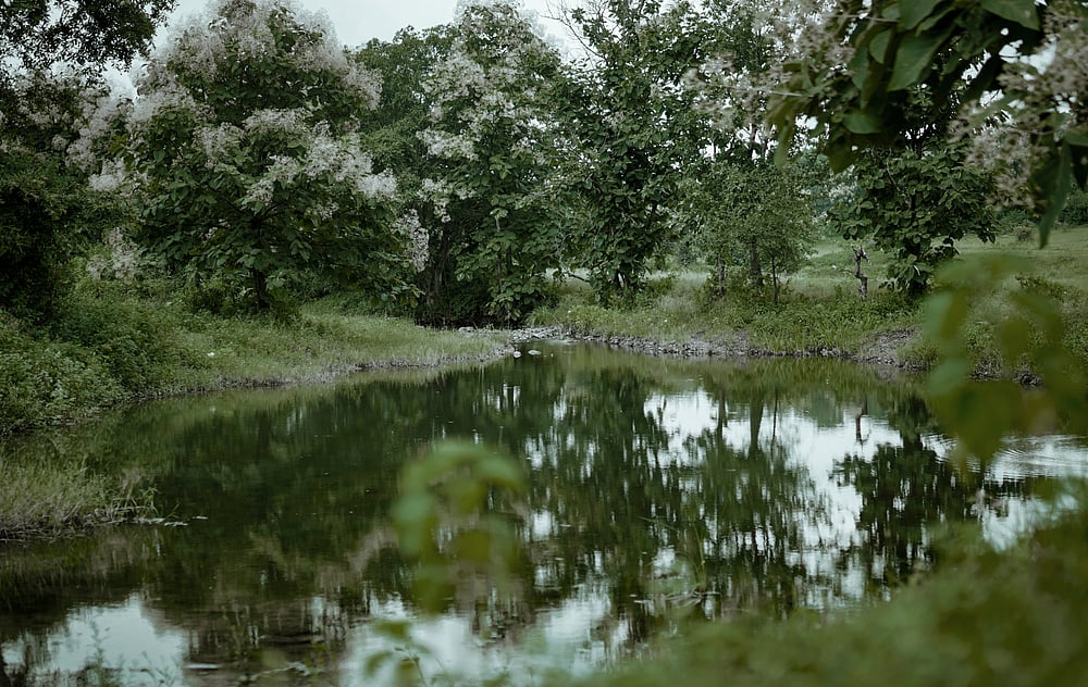 A pond in Bor Tiger Reserve