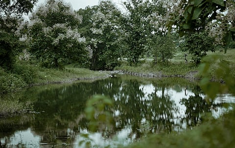 A pond in Bor Tiger Reserve