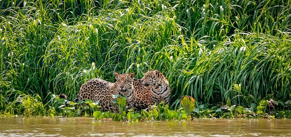 Jaguars brothers standing on a river edge  in Pantanal Wetlands, Brazil