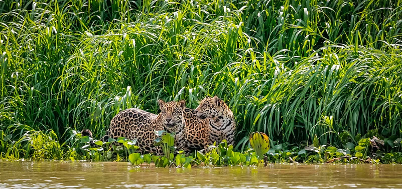 Jaguars brothers standing on a river edge in Pantanal Wetlands, Brazil
