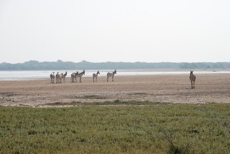 Wild ass at the Little Rann of Kutch
