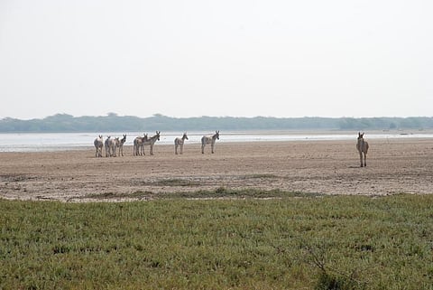 Wild ass at the Little Rann of Kutch