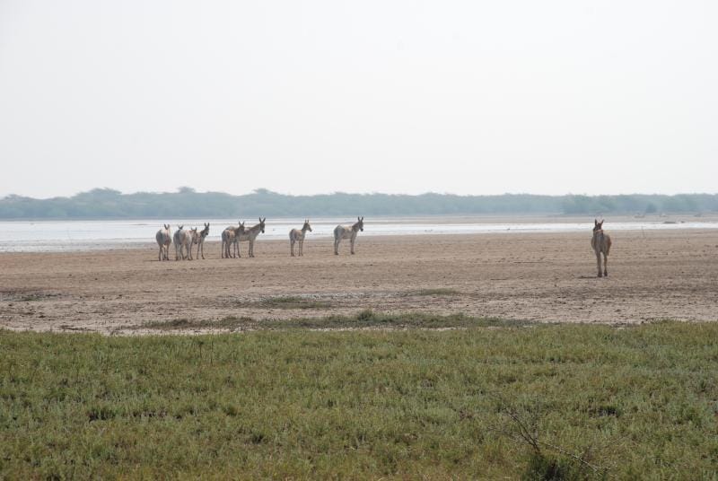 Wild ass at the Little Rann of Kutch