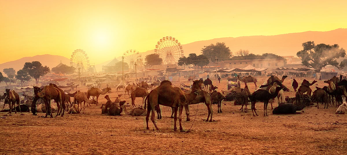 Silhouette of Camels against Golden light of the Sunrise at Pushkar Camel Fair (Pushkar Mela)