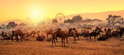 Silhouette of Camels against Golden light of the Sunrise at Pushkar Camel Fair (Pushkar Mela)