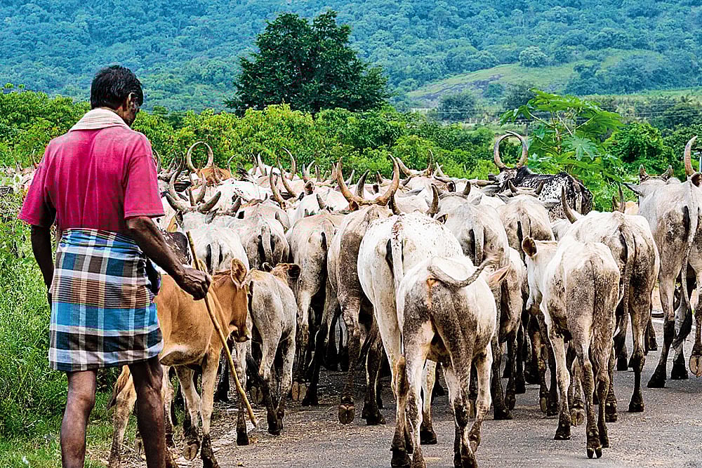 Cattle herd inside the Periyar National Park