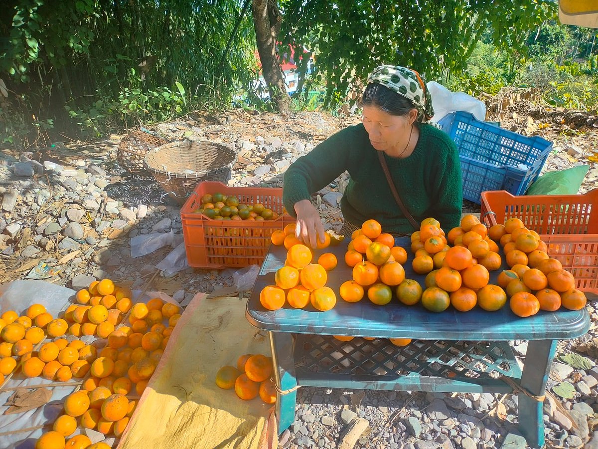 An orange orchard in Dambuk