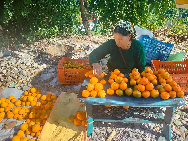 An orange orchard in Dambuk