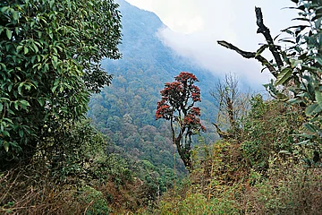 Photo: Shutterstock : Rhododendrons at Eaglenest Wildlife Sanctuary, Arunachal Pradesh